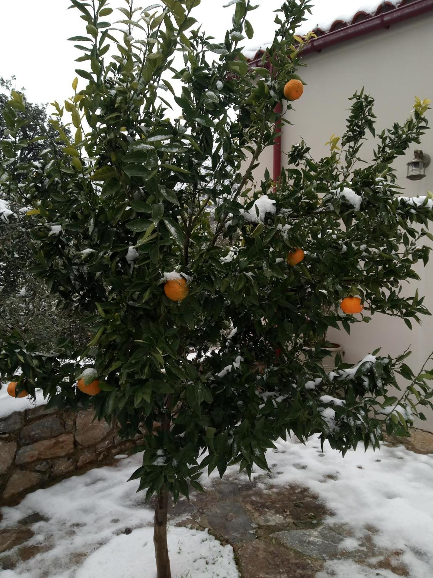 "Villa Kastania" Melidoni, Chania, Crete المظهر الخارجي الصورة